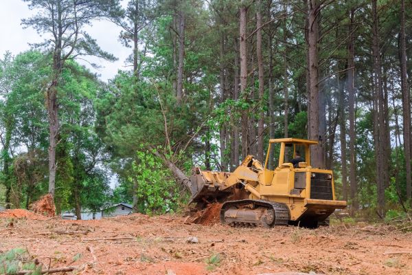 Cost of Trees Clearing in Sanford