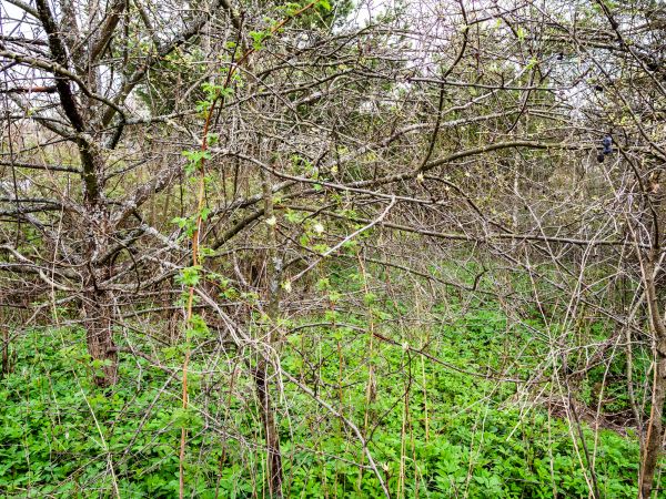Cost of Underbrush Clearing in Sanford