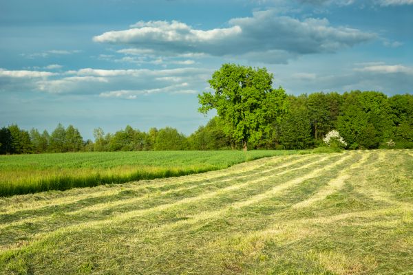 Cost of Vegetation Removal in Sanford