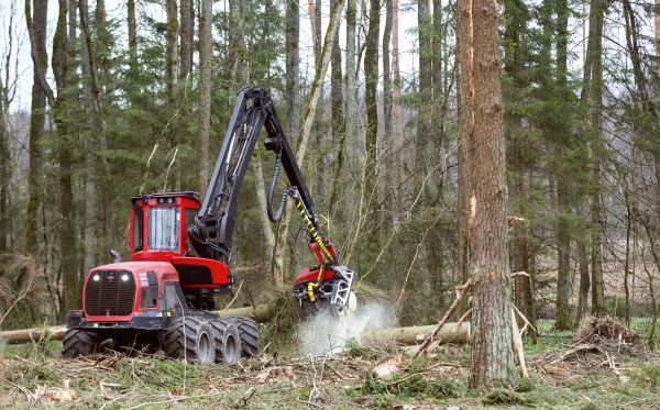 Cost of Forest Clearance Service in Sanford