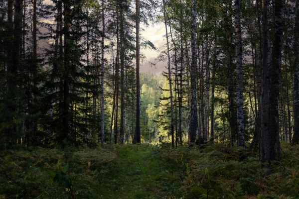 Cost of Pine Tree Clearing in Sanford