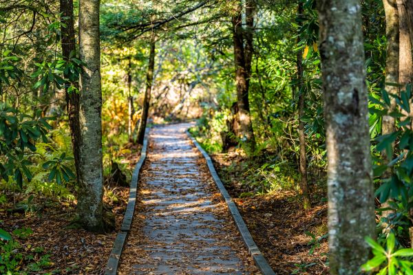 Cost of Trail Clearing in Sanford